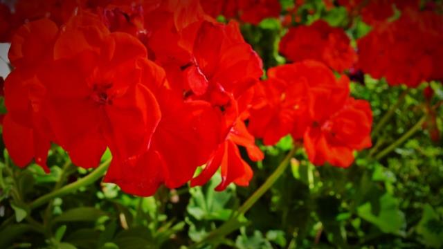 P1150158 (2) (640x360)