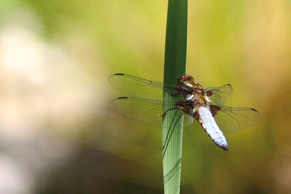 Böglmüllers Garten am Teich