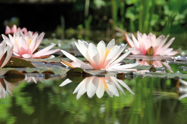 Böglmüllers Garten am Teich