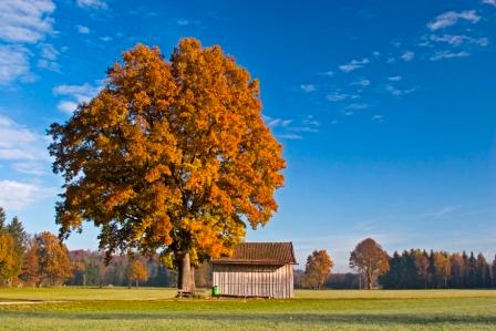 Filze Herbst