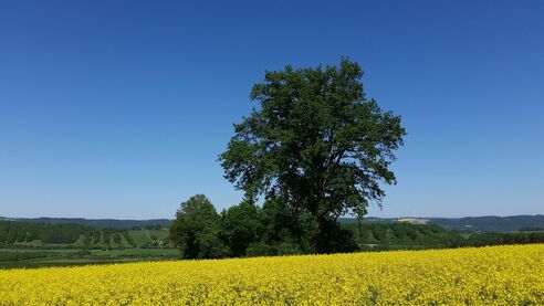 Am Hohberg