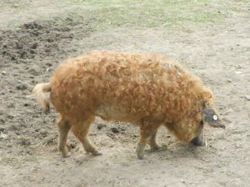 Kulmbacher Weideschweine-Bauer Schramm