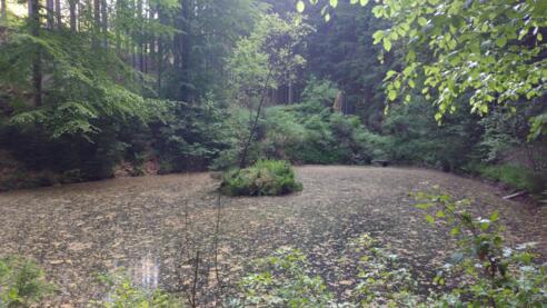 Am Teich