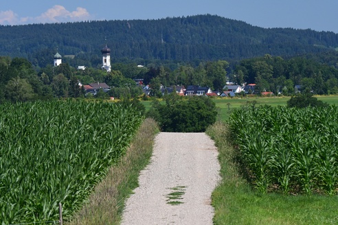 Maisfelder mit Blick auf Isny