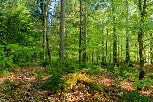Gschwendwald