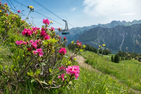 Alpenblüte am Fellhorn