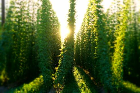 Hopfengarten in der Abendsonne