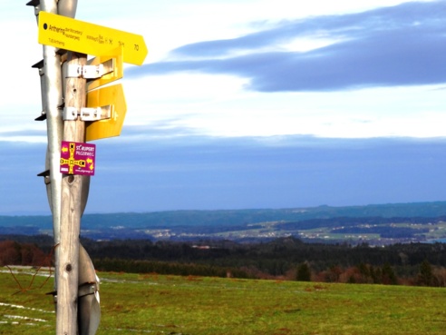 Kaiserbuche am Haunsberg