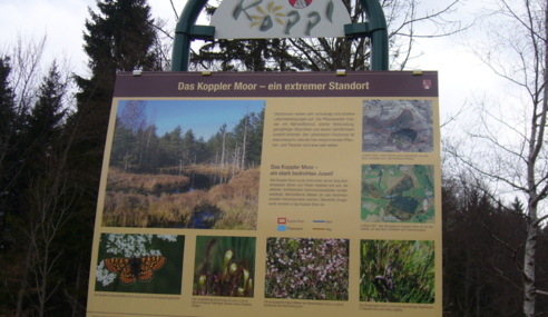 Koppler Moor