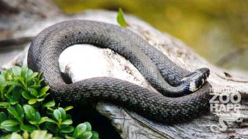 Reptilienzoo Nockalm