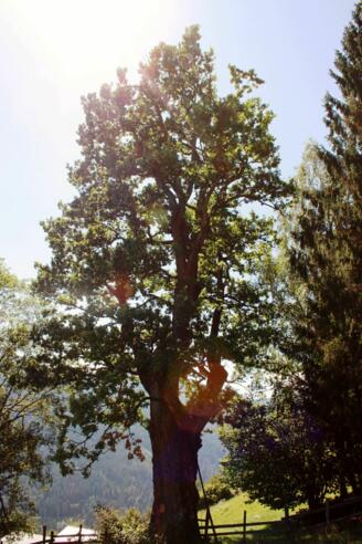 Eiche