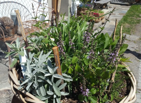 Kräuterweg "Probiar Amol" - Hotel Sonne