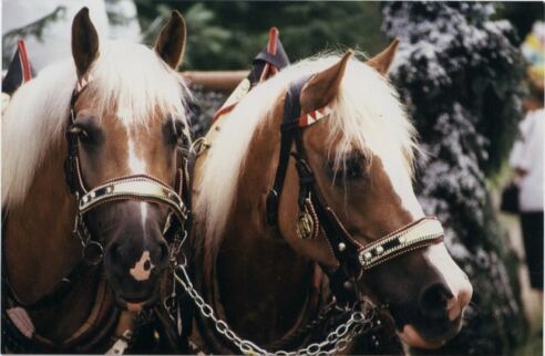 Pferde vom Reitstall Danzerhof