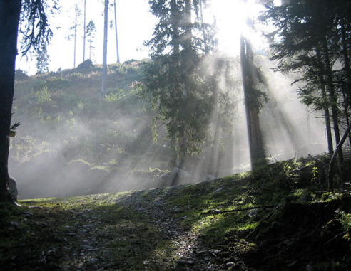 Aufstieg durch den Wald zur Karalm