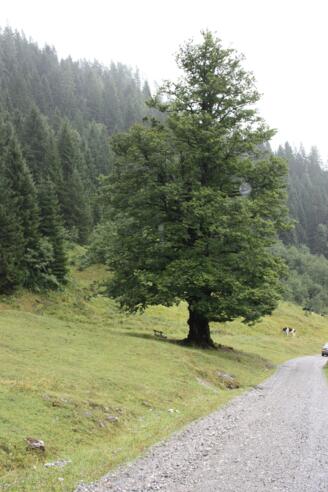 Buche am Eingang des Riedingtals