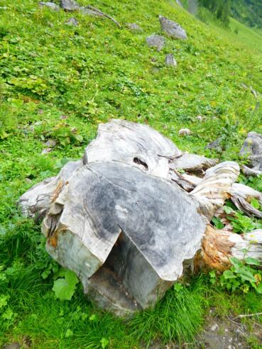 Baumstumpf  Almajurtal