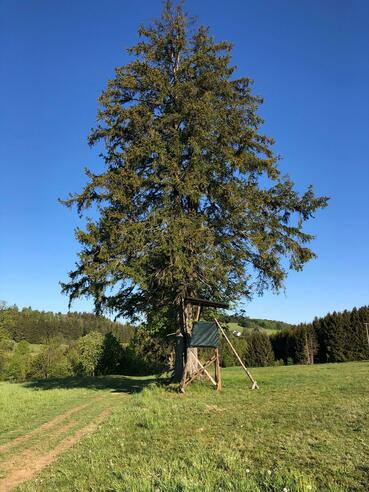 Baumriese bei Hermesgrün