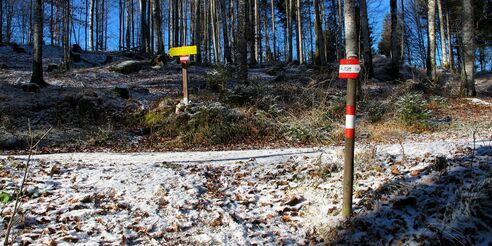 Der Wegweiser zeigt nach links, aber wir gehen die Forststraße nach rechts ...