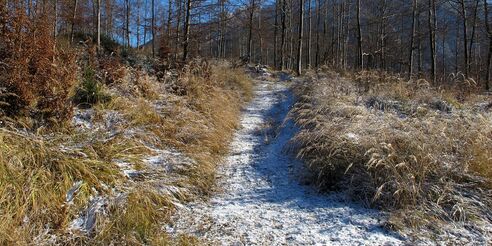 Wir verlassen die Forststraße und biegen rechts in den Ziehweg ein