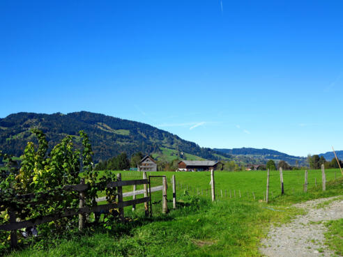 Lingenau.