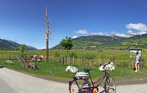 Schlangenbaum am Kunstweg mit Radinsel