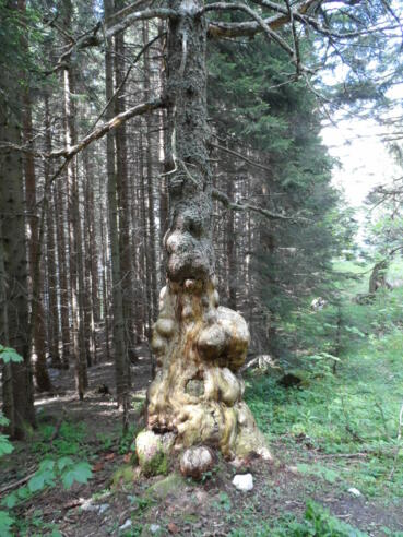 Baum mit Baumkrebs