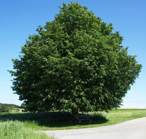 linde-bei-leithen_viktor-groell