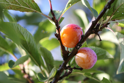 Mirabelle aus Nancy