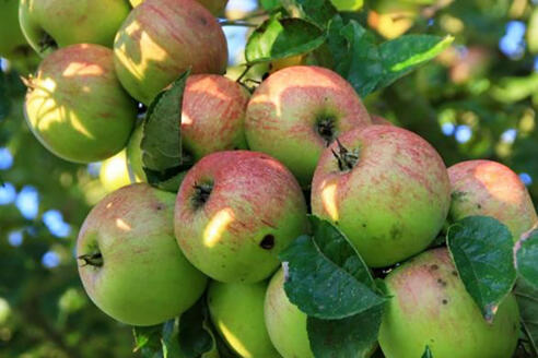 Rheinischer Bohnapfel