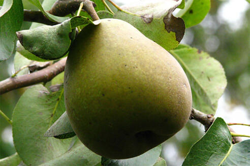 Gellerts Butterbirne