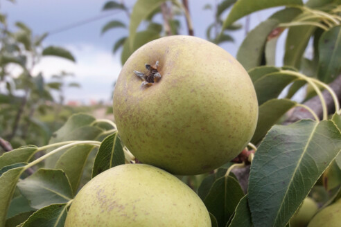 Schweizer Wassserbirne