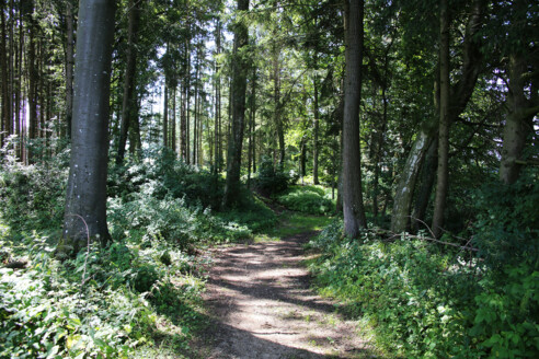 Waldweg