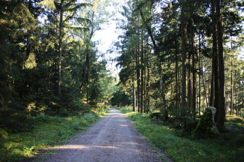 Schöner Waldweg