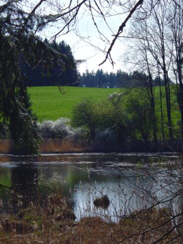 Der Rohrmooser Weiher.