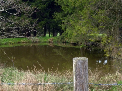 Kleiner Fischteich südlich von Reitersau.