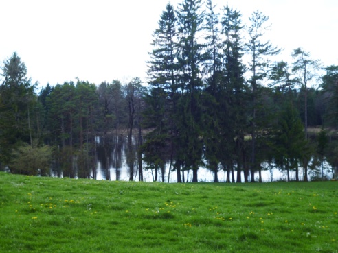 Hinter den Bäumen versteckt liegt der Fernweiher.