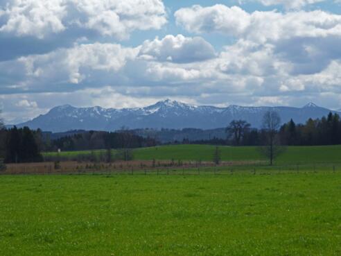 Am Waldrand auf der Ostseite des Pollinger Weihers eröffnet sich ein grandioser Blick auf die Alpenkette.