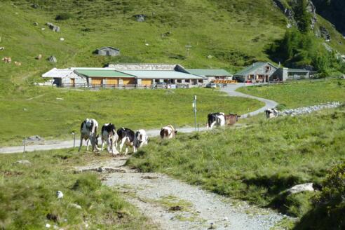 Alpe Verbella