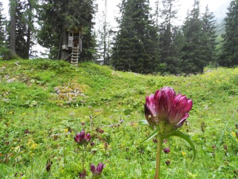 Moor unterhalb des Plassen