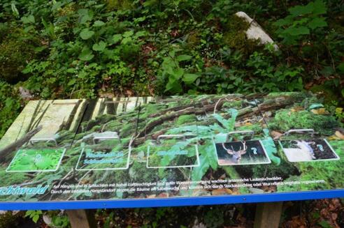 Station Schluchtenwald