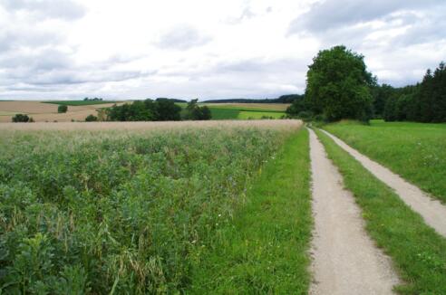Pilgerweg - Am Limes