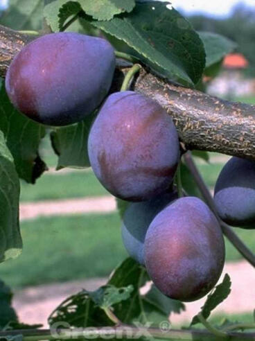 1017 0 Prunus domestica Hauszwetsche Hauspflaume HauszwetschgeXJJb5fTuYBayM