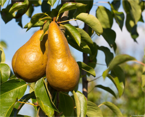 boscs flaschenbirne 0af068f6 98cd 4872 a4a7 e1bf5ef6b565