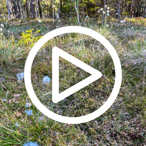 Magnus und das geheimnisvolle Moor - 3. Station