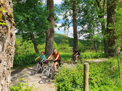 Baumallee bei Waldschwind
