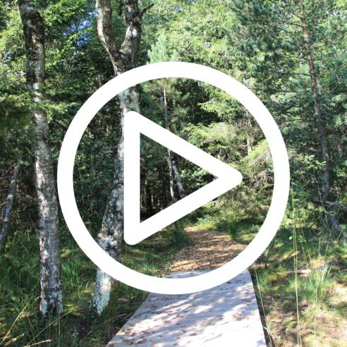 Magnus und das geheimnisvolle Moor - 5. Station