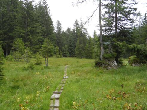 Moorgebiet