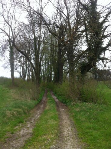 Wildromantische Allee nach Scheithauf