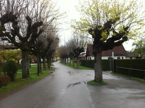 Allee zur St. Remigius Kirche