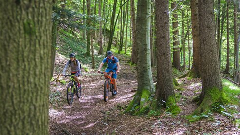 Radltour von Baum zu Baum